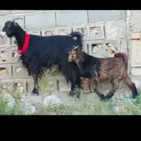 3تابز ترکی کهره دار شکم اول و دوم شیردار ابستن