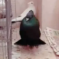 کبوتر سینه سیاه