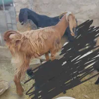 بر مری|حیوانات مزرعه|خاش, |دیوار