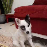 سگ باهوش و مهربون