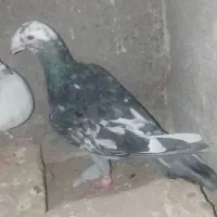 یک کبوتر خوب