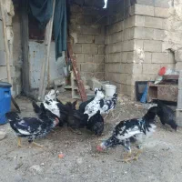 مرغ و خروس گلین