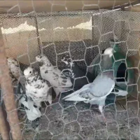 فروش کفتر