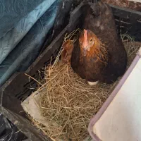 مرغ با دو جوجه
