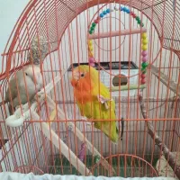 طوطی برزیلی جفت مولد