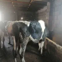 گوساله نر|حیوانات مزرعه|قزوین, |دیوار