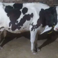 گاو دورگ جوان با سه ما کل  .گوساله نر هشت ماه فروش