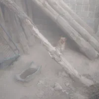 پاکوتاه نر و ماده واگذاری