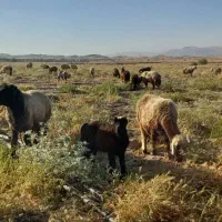 گوسفند داشتی