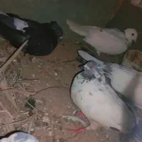 فروش کفتر ناب