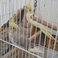 جفت عروس هلندی