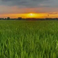 فروش زمین کشاورزی شالیزا ر ۱۸۰۰ متری فروش فوری