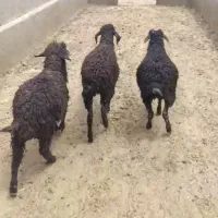 بره سبک افشاری سبک وزن ۱۸تا ۲۰