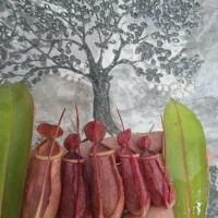 گیاه  حشره خوار  نپنتس