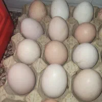تخم مرغ