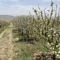 فروش زمین ۳ هکتار در قنات‌کوثر|فروش زمین و ملک کلنگی|تهران, قنات‌کوثر|دیوار