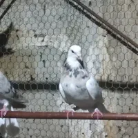 سرور تهرانی پرشی