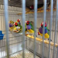 لانه بیرون قفس قناری و سهره سانان