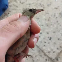 جوجه سهره نر سبیل زده