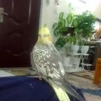 گمشده عروس هلندی