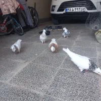 طوقی هفت رنگ