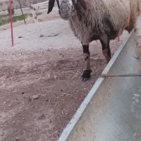 میش