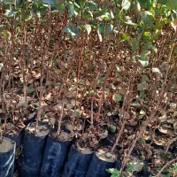 نهالستان پسته زرندی و پسته پیوندی  و بادام کوهی