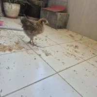 مرغ نیمچه خانگی دستی معاوضه بامرغ عشق نر