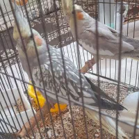 فروش عروس هلندی