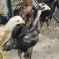 جوجه لاری اصل