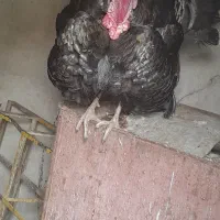 سه تا بوقلمون یک نر دوتا ماده ویک جفت غاز درجه یک