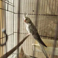 عروس هلندی ایزابلاوایت فیس