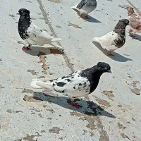 کله ای. پلاکی پرشی