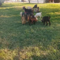 بز بیگ|حیوانات مزرعه|دزفول, |دیوار