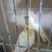 جوجه عروس قناری