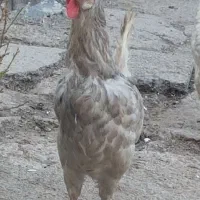 مرغ سفید