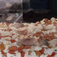 ماهی نژاد گوپی