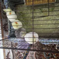 عروس هلندی