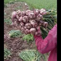 سیر سبز علفی قرمز خریدارم سر زمین