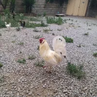 مرغ و خروس و نیمچه ۳ ماهش گلین اصل