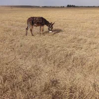 خرنر|حیوانات مزرعه|اردبیل, |دیوار