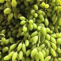 غوره عسگری درشت درجه یک تازه پرآب