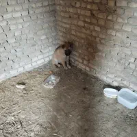 فروش سگ
