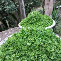 ترشواش سرخ شده