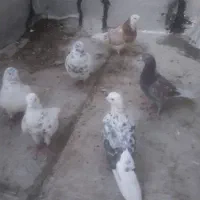 کفتر فروشی