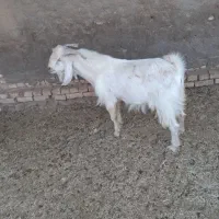 یک کره وبزگلابی