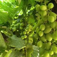 قوره آبگیری