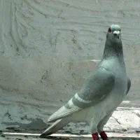 نر خط سفید خطی دورنگ