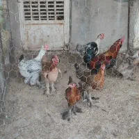 مرغ و خروس دیلگونی