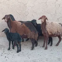 سه راس شیشک با بره بزرگ